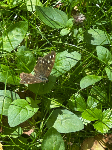 Speckled Wood