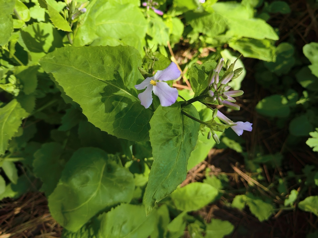 Orychophragmus violaceus; photograph (c) 振远 王, some rights reserved (CC BY)