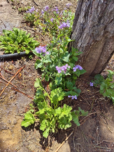 Orychophragmus violaceus, photograph 1