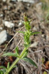 Stachys recta