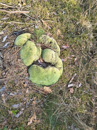 Pincushion Moss