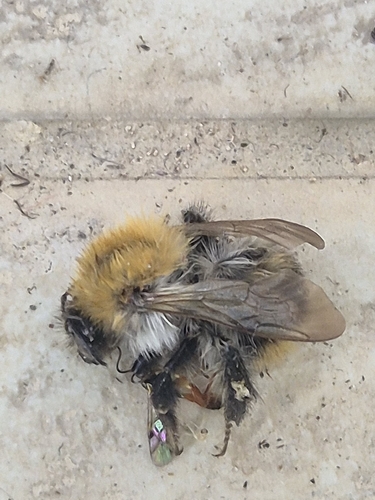Common Carder Bumble Bee
