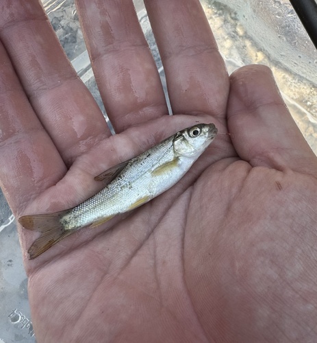 Langkop-barbeel (Luciobarbus longiceps) — Cyprinidae