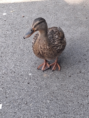 Mallard observed by chris91165