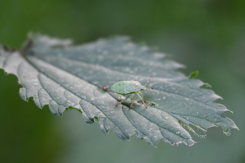 Green Shield Bug