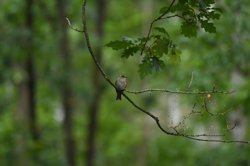 Spotted Flycatcher