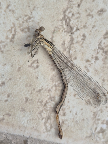 Blue Featherleg
