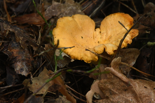 Golden Chanterelle
