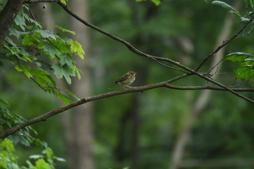 Tree Pipit