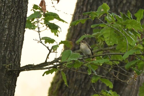European Pied Flycatcher