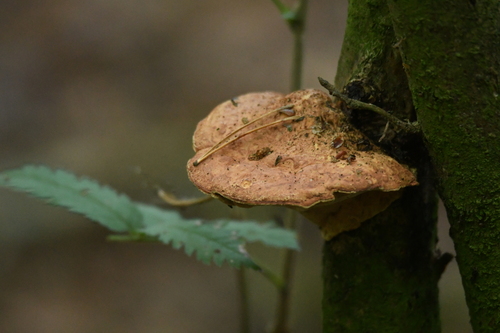 tender nesting polypore