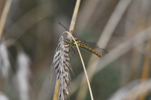Vagrant Darter