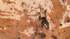 Eleutherodactylus nitidus