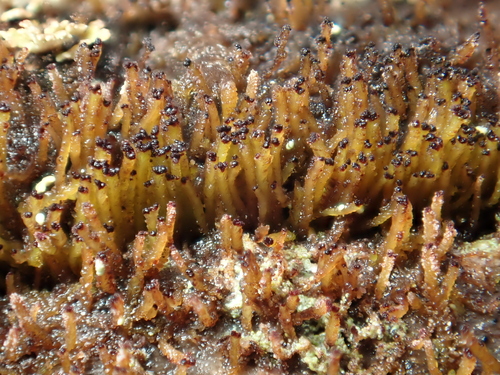 Heller's Notchwort