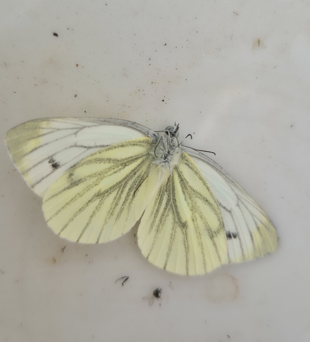 Green-veined White