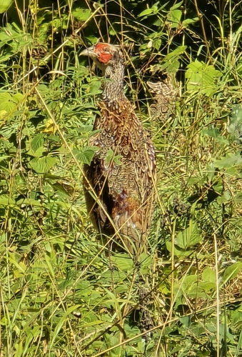 Fasan observed by theresaklingenberg