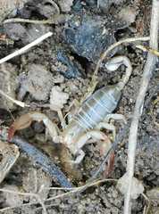 Euscorpius aquilejensis