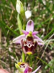 Ophrys × minuticauda