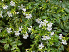 Cuphea hyssopifolia