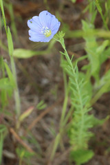 Linum pratense