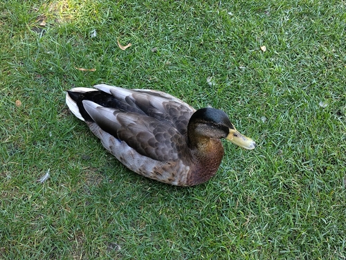 Ánade azulón observed by myrna83