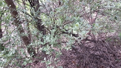Diospyros texana