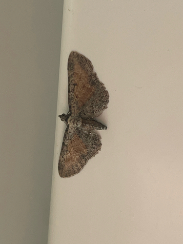 Tawny Speckled Pug