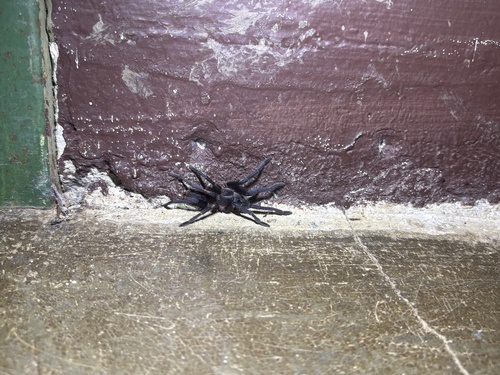 Costa Rican Blue Front Tarantula