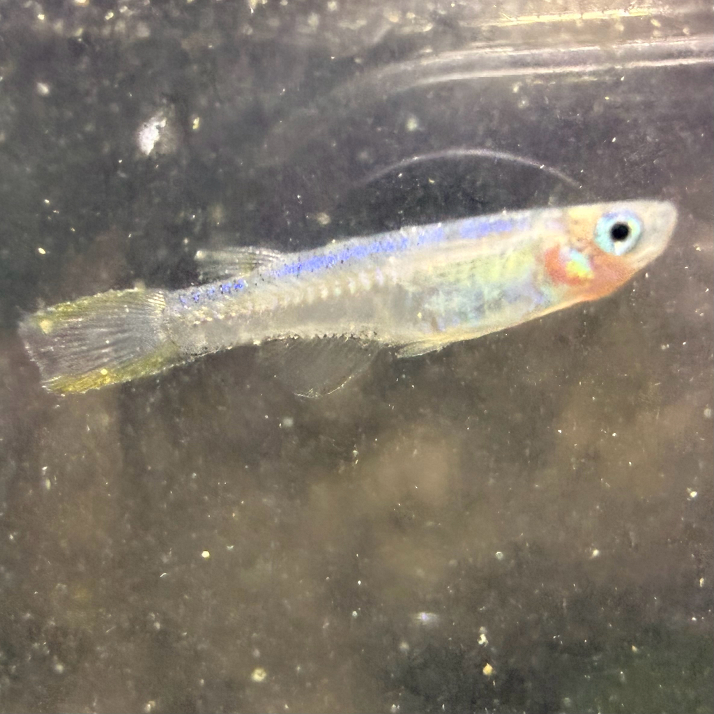 Blueback blue-eye (Pseudomugil cyanodorsalis) — Pseudomugilidae