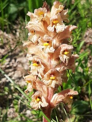 Orobanche lutea