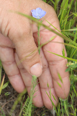 Linum pratense