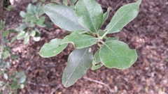 Diospyros texana