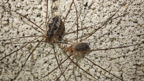 European Harvestman