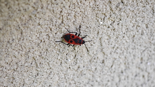 European Firebug