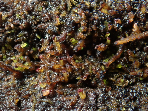 Heller's Notchwort