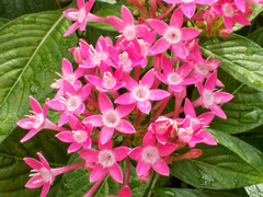 Pentas lanceolata