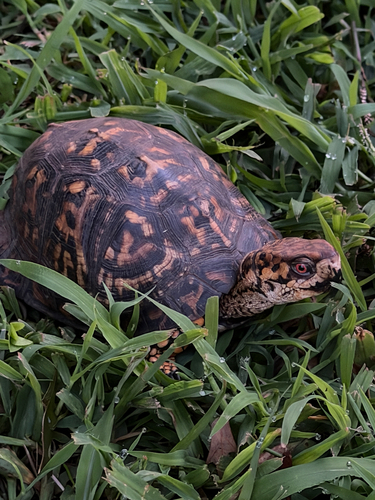 Eastern Box Turtle observed by ktsinc33
