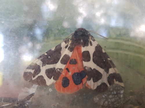 Garden Tiger