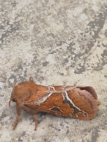 Orange Swift