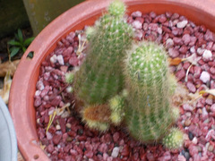 Cactaceae