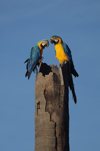 Blue-and-yellow Macaw
