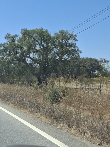 cork oak