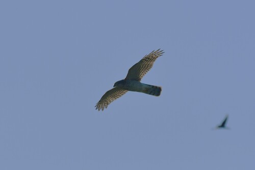 Eurasian Sparrowhawk