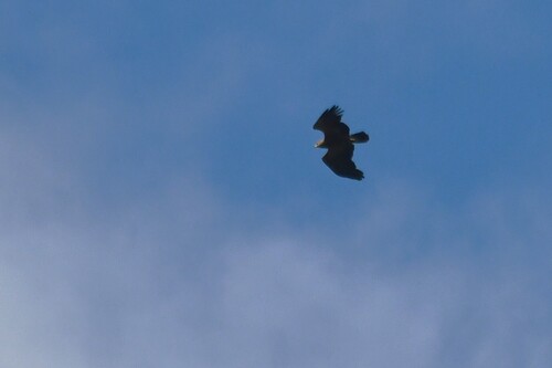 Lesser Spotted Eagle