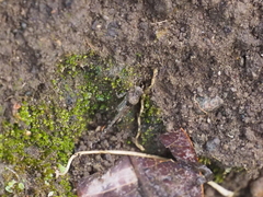 Ergatettix dorsifera