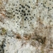 Lecidella Lichen - Photo (c) Almantas Kulbis, some rights reserved (CC BY-NC), uploaded by Almantas Kulbis