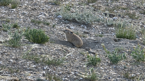 Ladak Pika