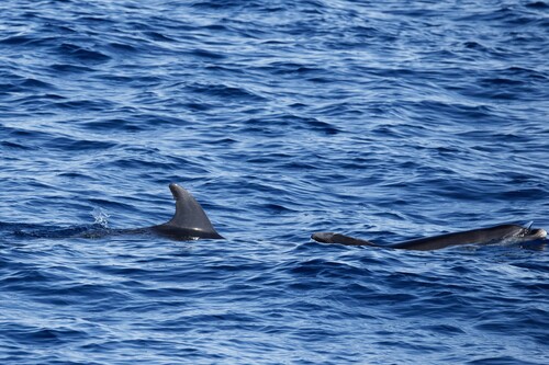 Grand Dauphin observed by eliot83