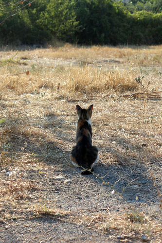 Domestic Cat