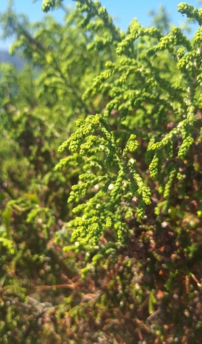 Thymelaea hirsuta, photograph 5